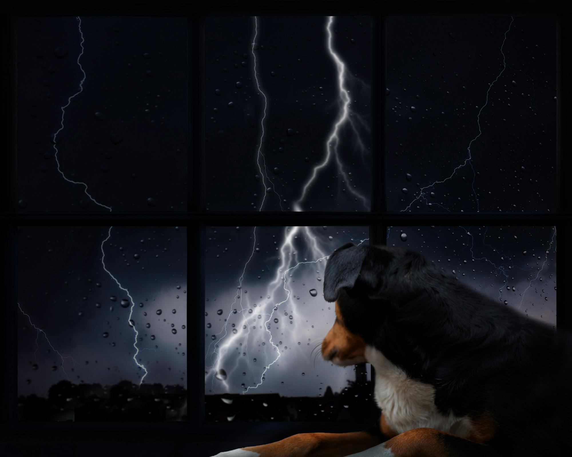 Dog looking outside the window at a thunderstorm. 
