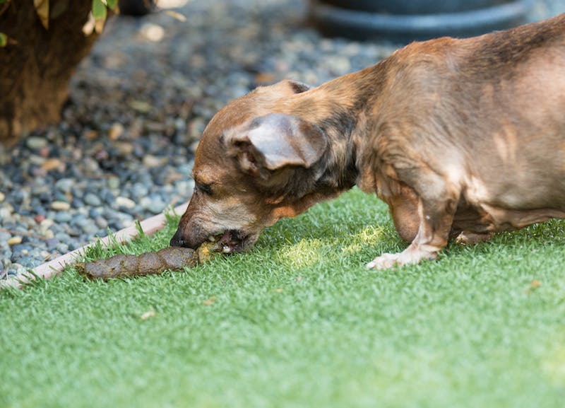 dachshund eating poop 
