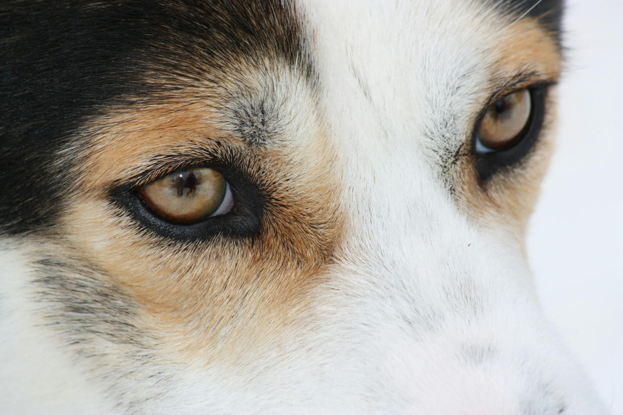 Closeup of dog's eyes