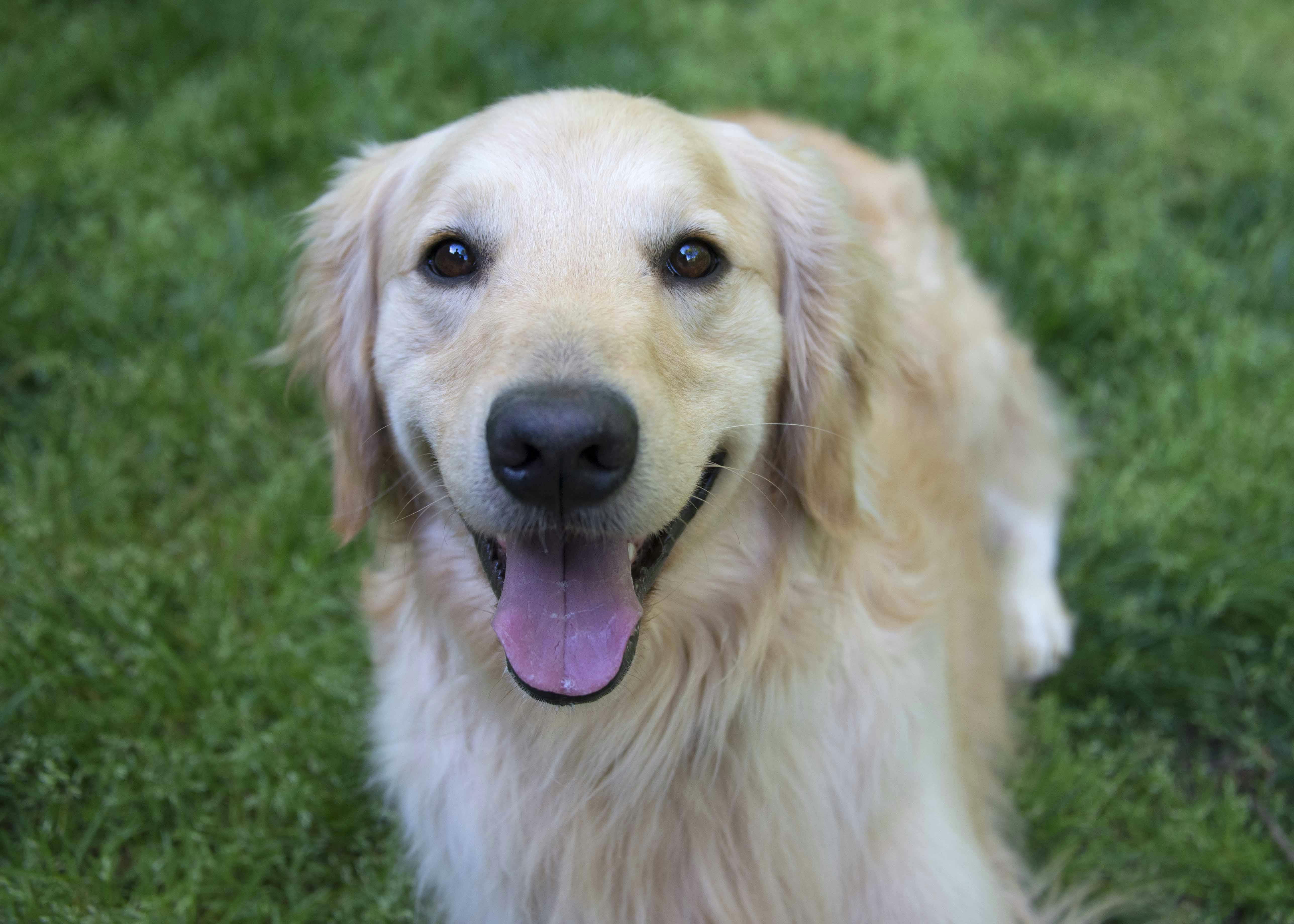 Golden Retriever looks into the camera. 