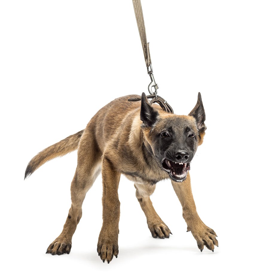 Young Malinois puppy pulling and growling on leash