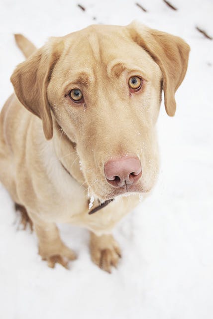 Yellow Lab showing signs of stress (brow furrow) while looking at camera in snow