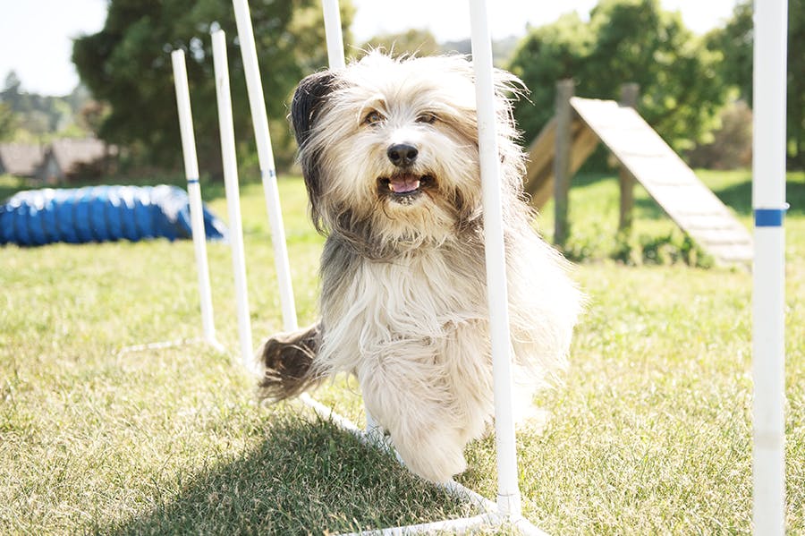 dog participating in agility going through the weave poles