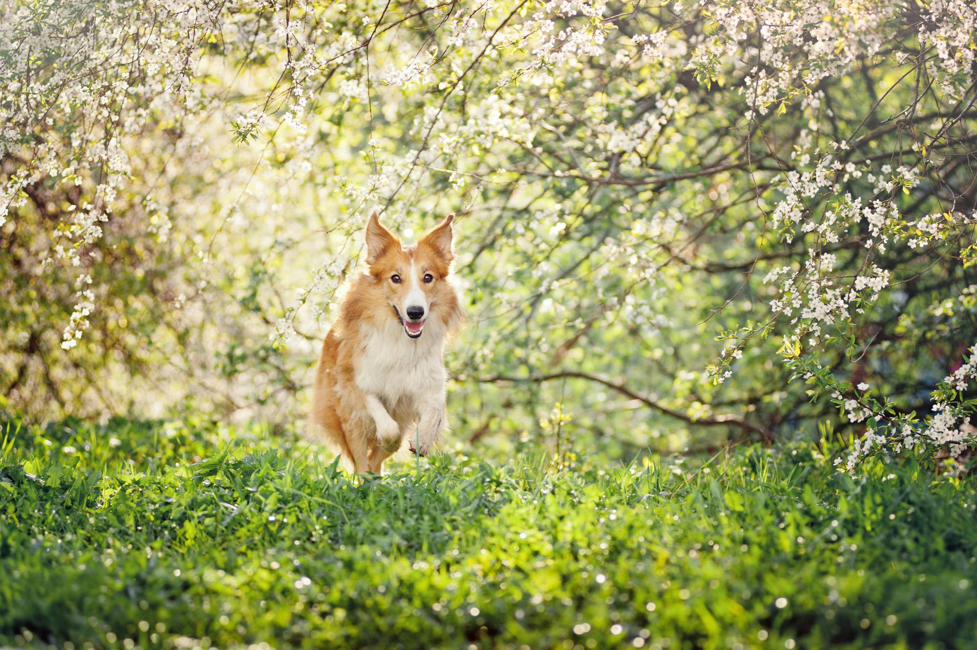 Collie mix recalling in a field surrounded by little white flowers
