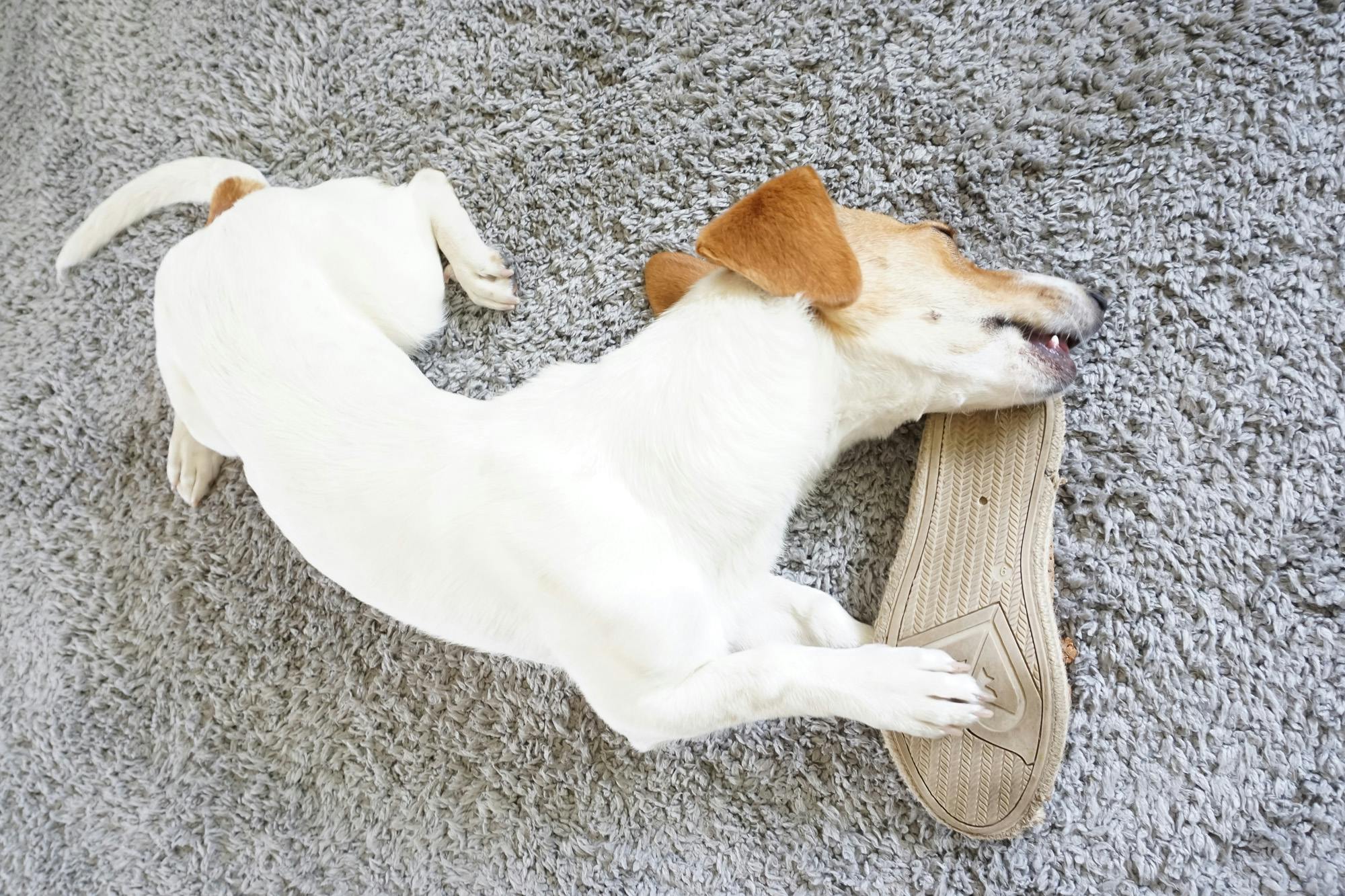 Jack Russell Terrier chewing, a fun behavior, on the wrong object, a shoe