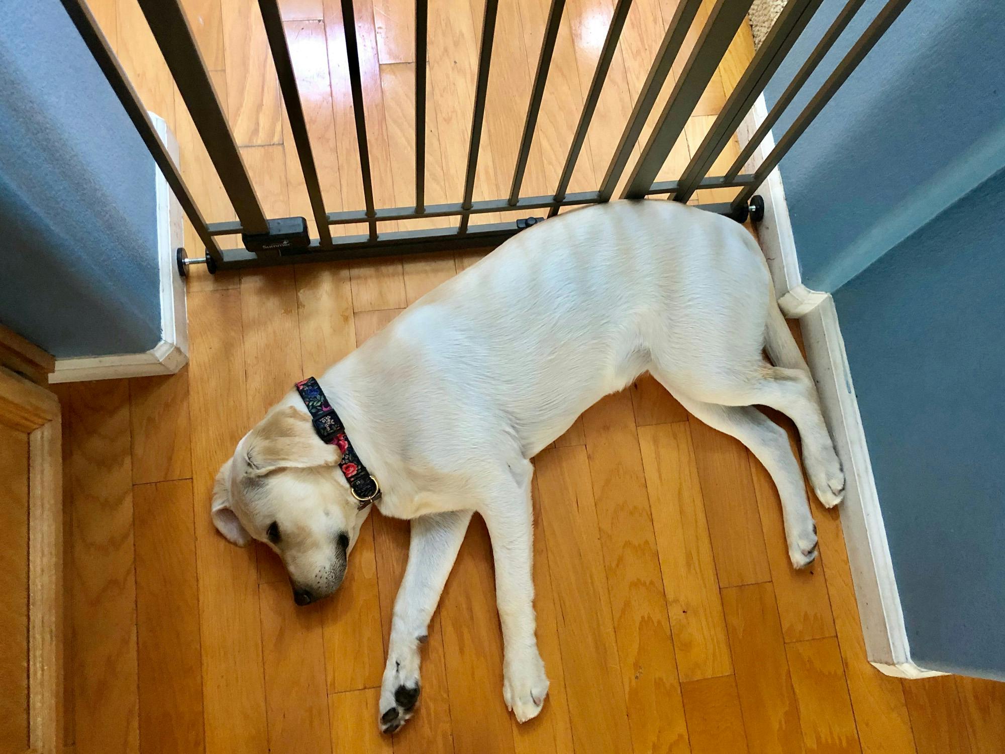 Dog lays behind a baby gate as a part of a management plan.