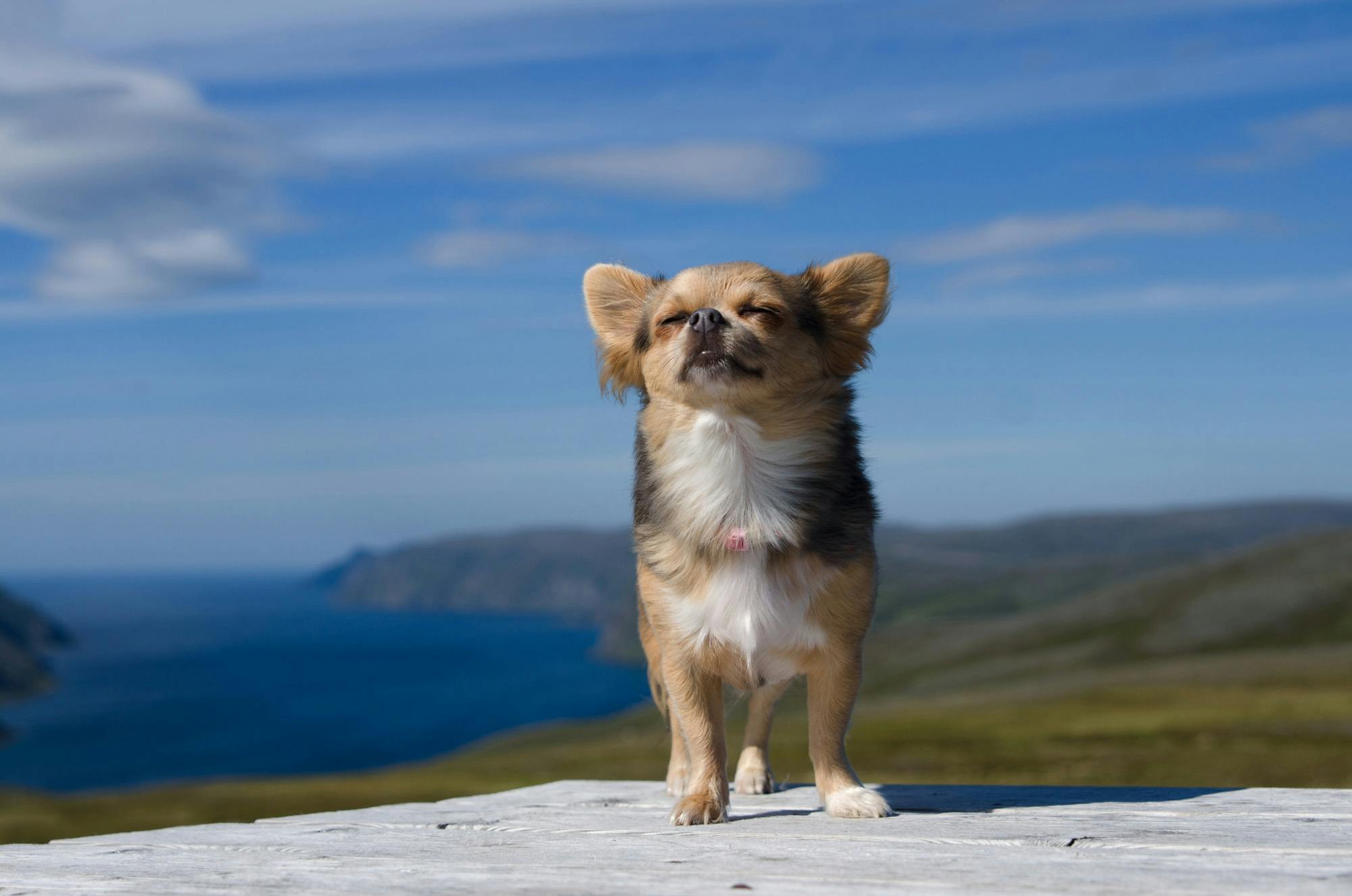 relaxed chihuahua with eyes closed in beautiful setting looking accomplished