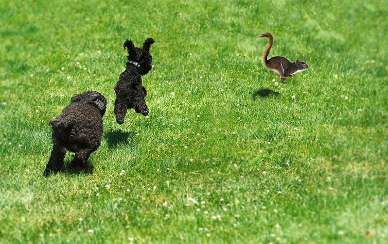 2 dogs chasing a squirrel through an open field