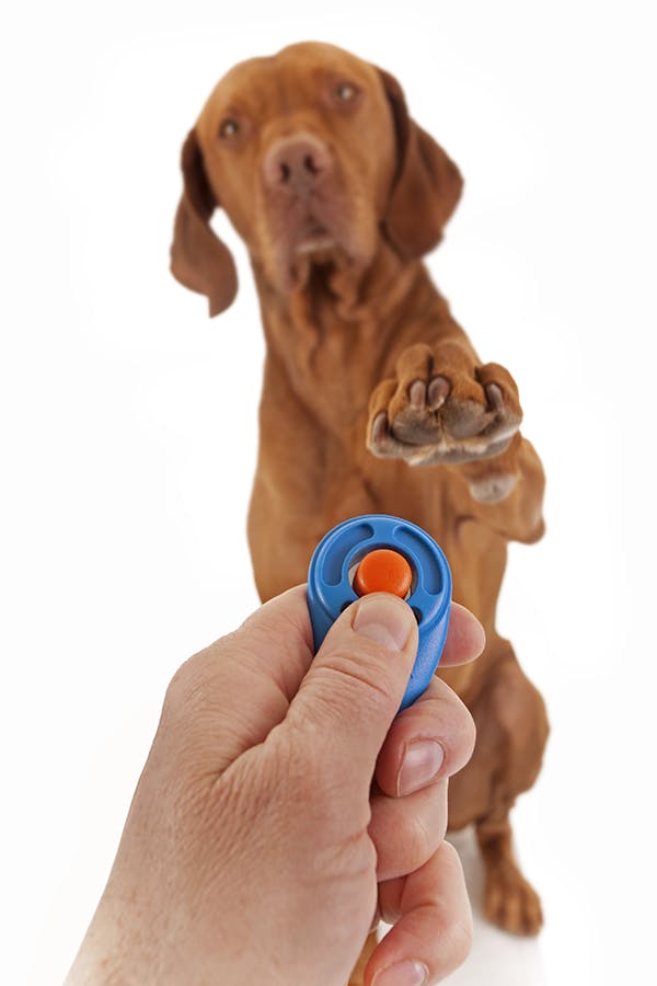 Vizsla pictured raising paw during clicker training session