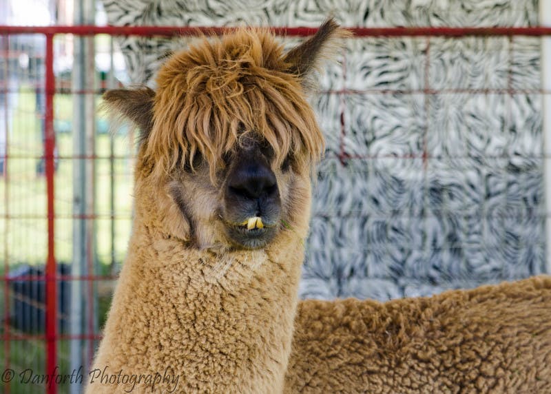 Alpaca looking at camera