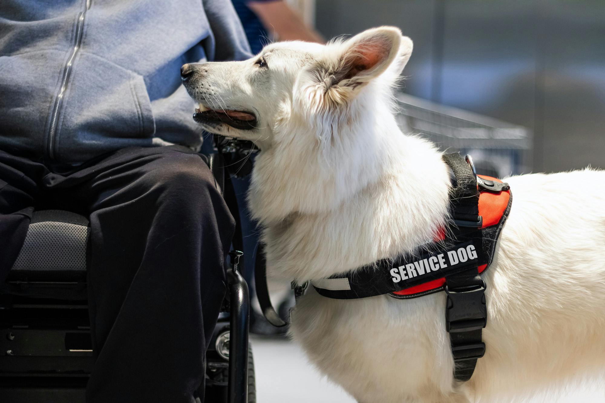 Service dog looking up at person