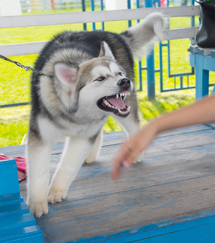 Dog aggressive hot sale towards one person