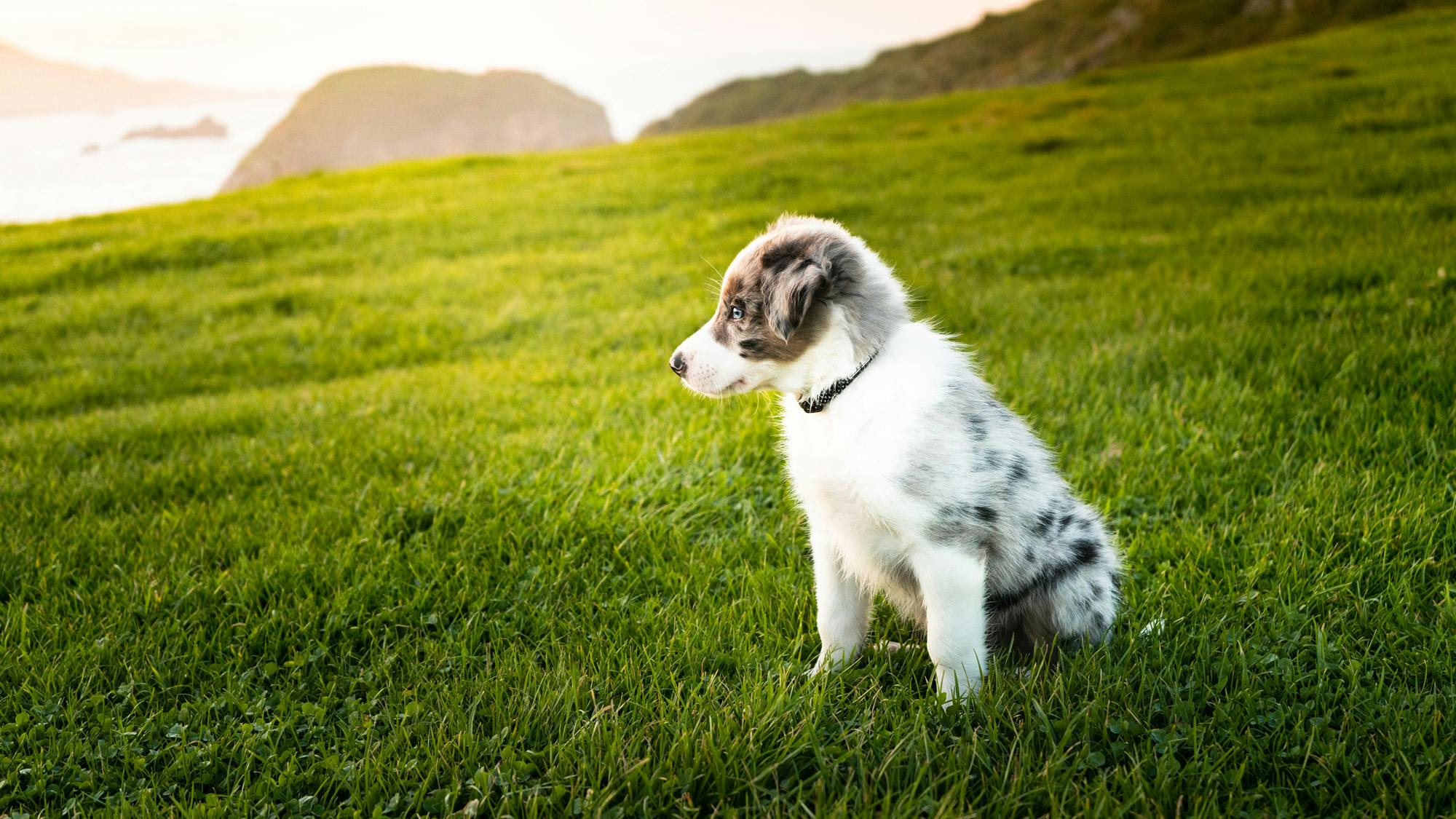 Aussie puppy in open grassy field sitting 