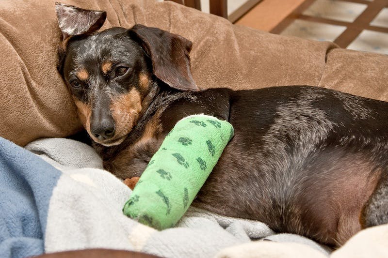 dachshund with broken arm 
