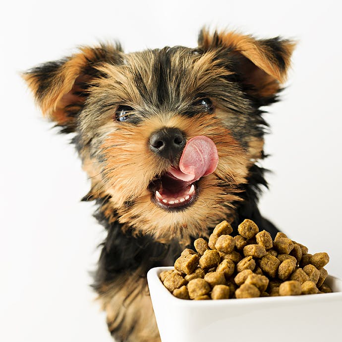 Yorkie with bowl of kibble licking lips