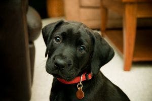 Black Lab puppy with head tilt, brow furrow