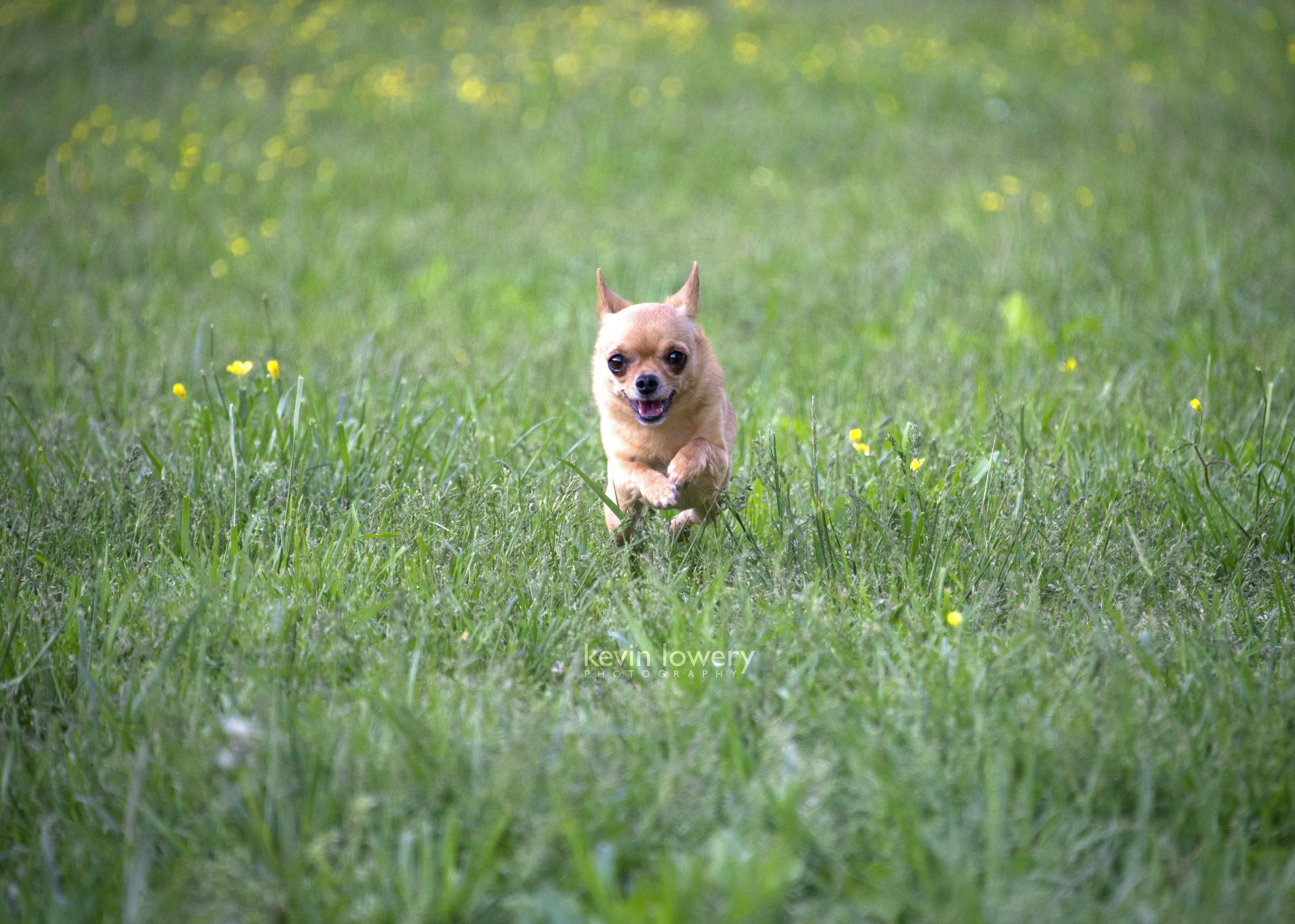 tan chihuahua running through an open field