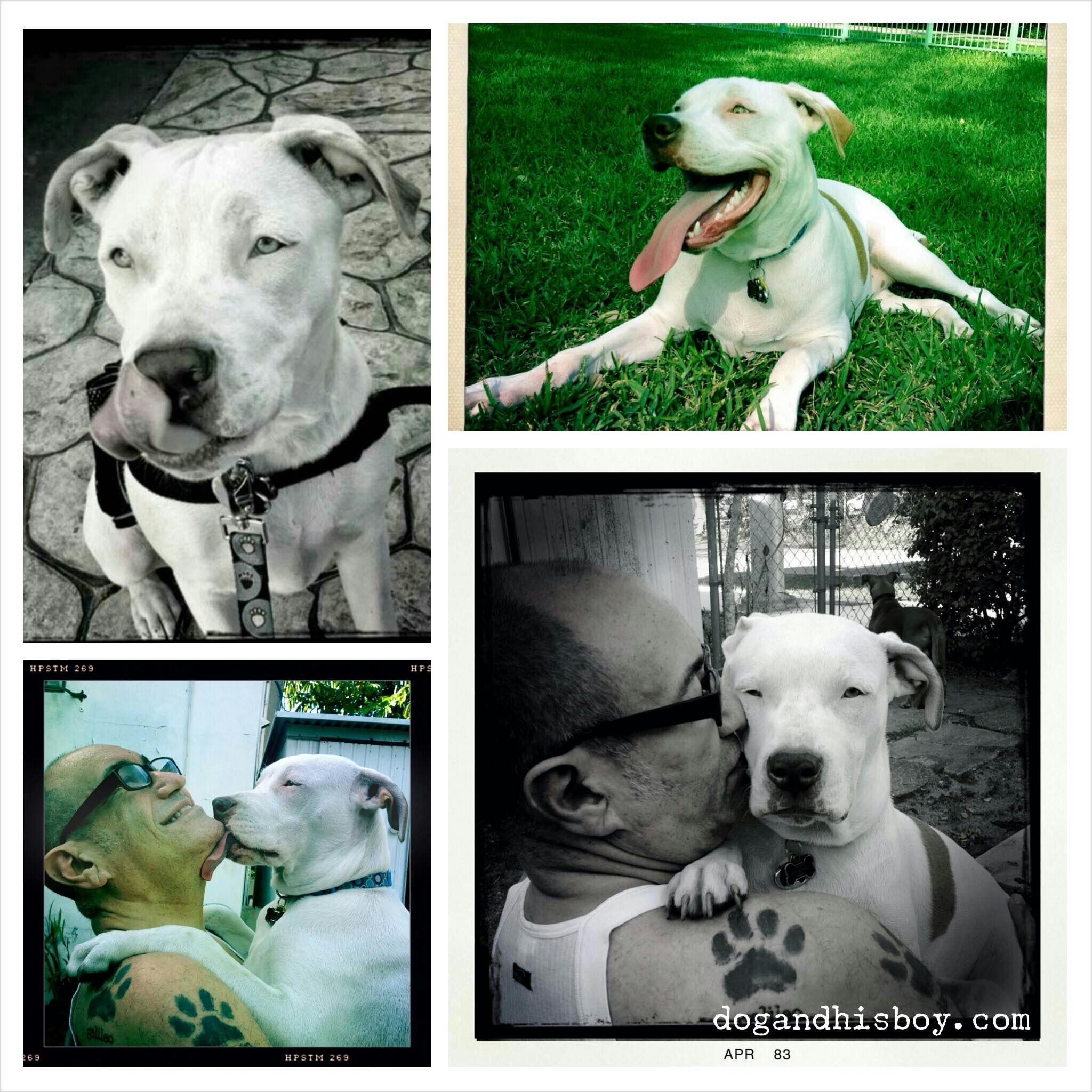 Picture collage of Foster, a deaf dog, and his person.