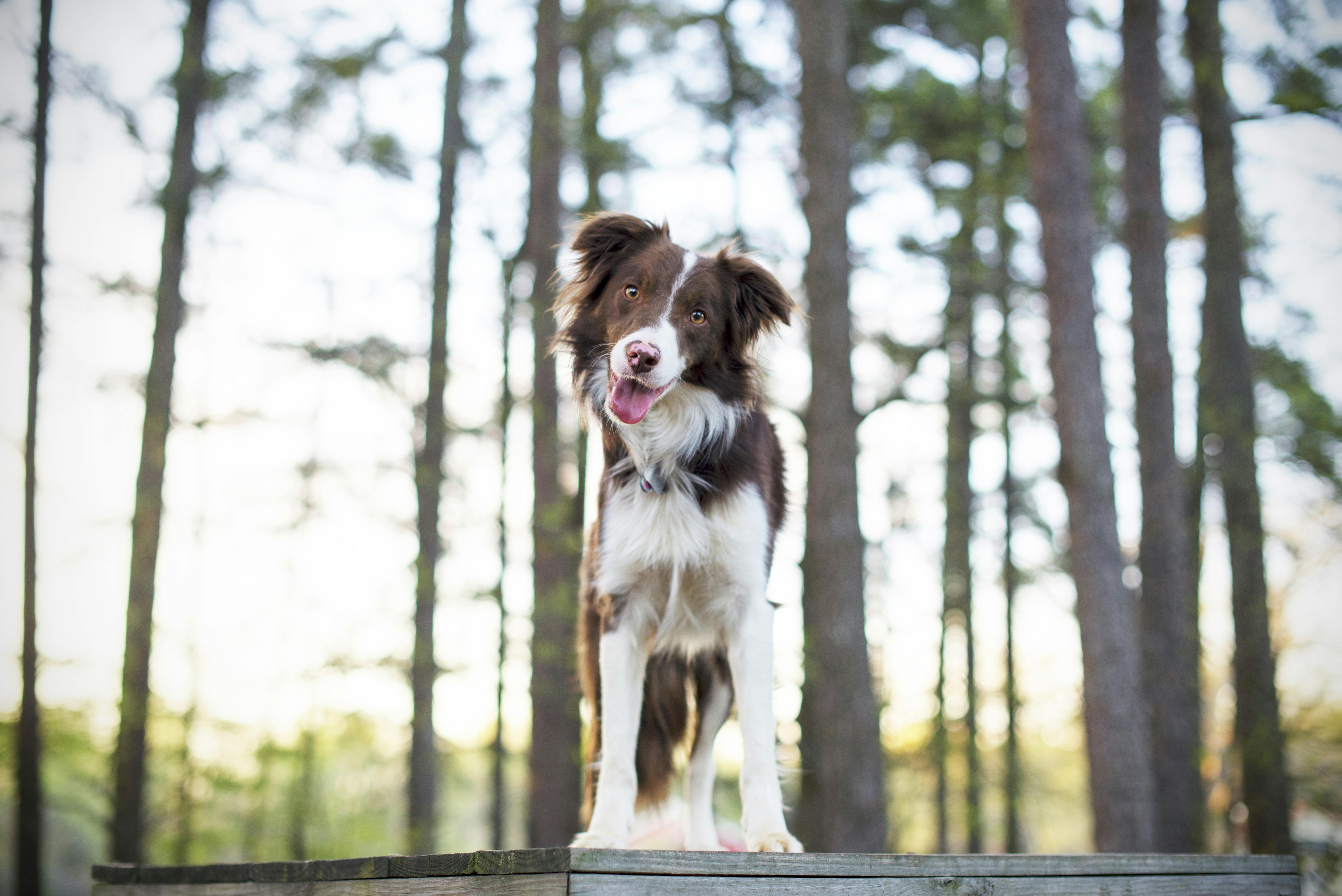 brown and white border collie with cute side head tilt