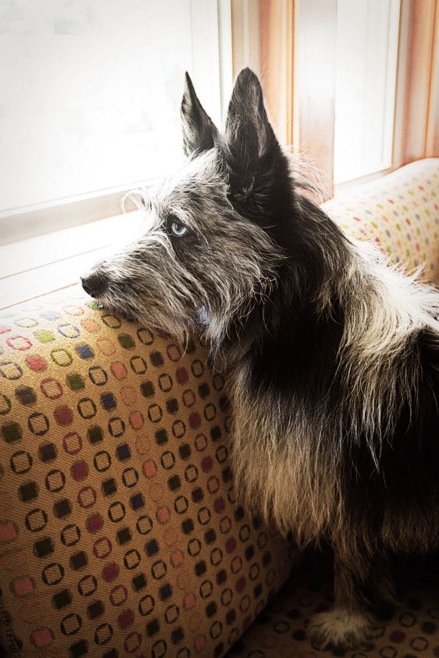 Anxious dog with separation related behaviors looking out the window.