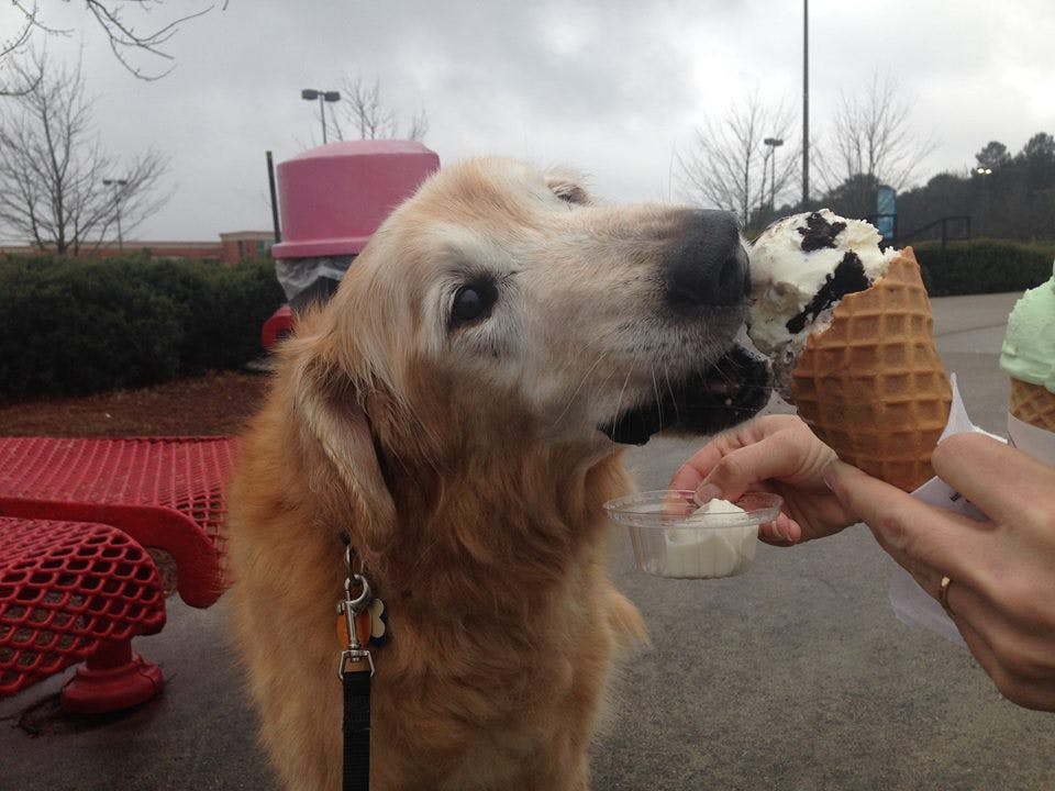 Tuck enjoying his last day before crossing the Rainbow Bridge.