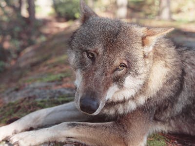 Wolf lying on ground with head tilted and ears back