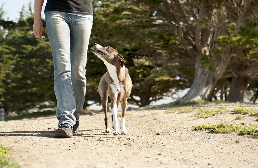 Dog outside walking in heel position with person
