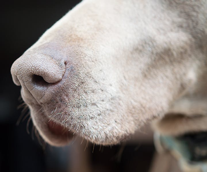 close up of dog's nose, sense of smell