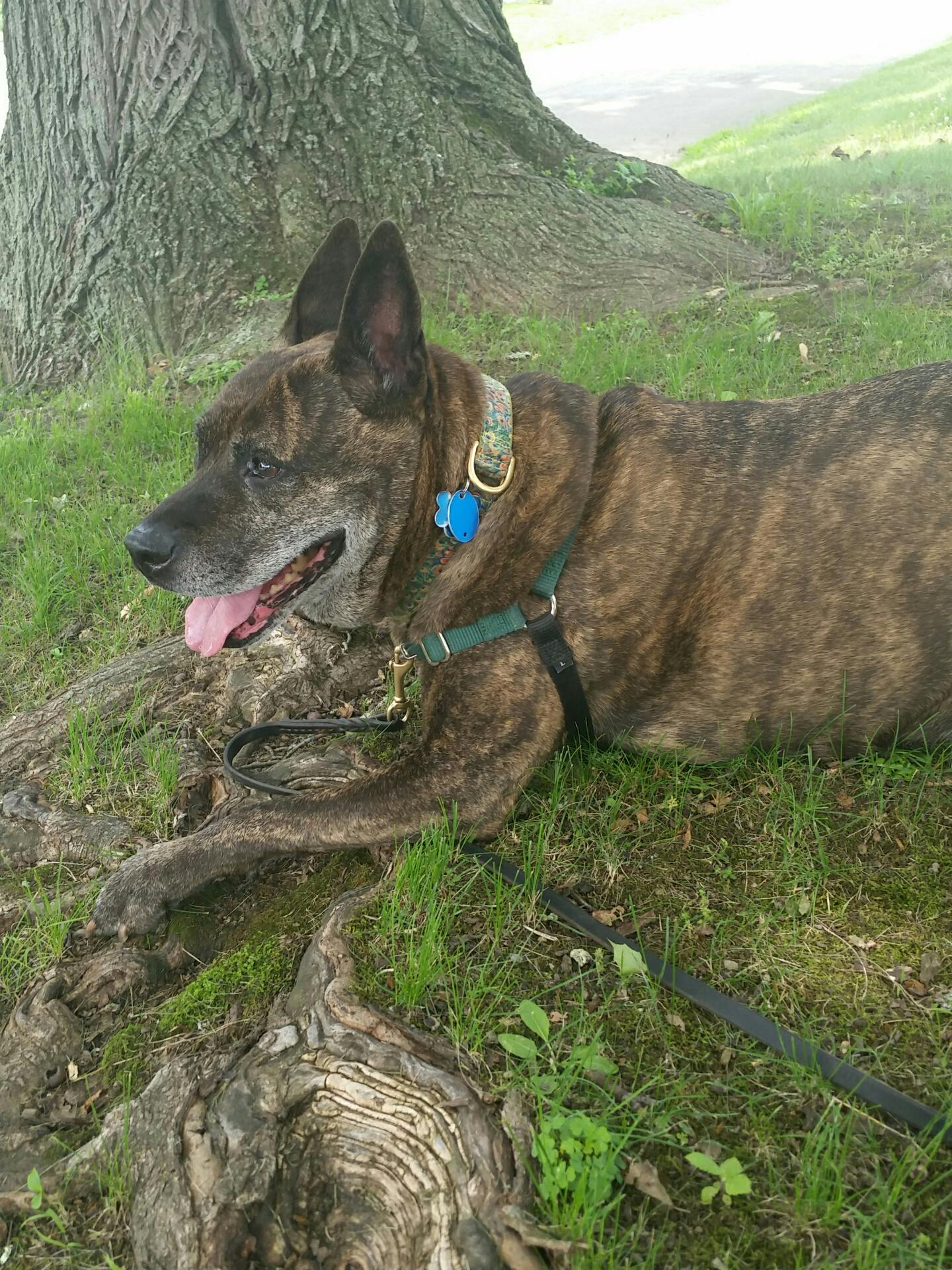 Senior pitbull relaxes in the grass outside