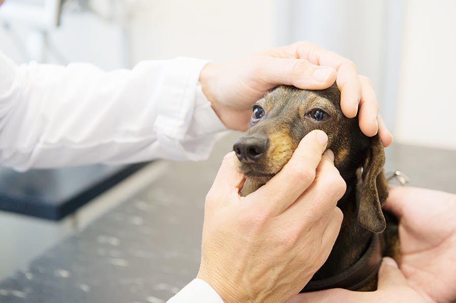 dachshund having eye examined 