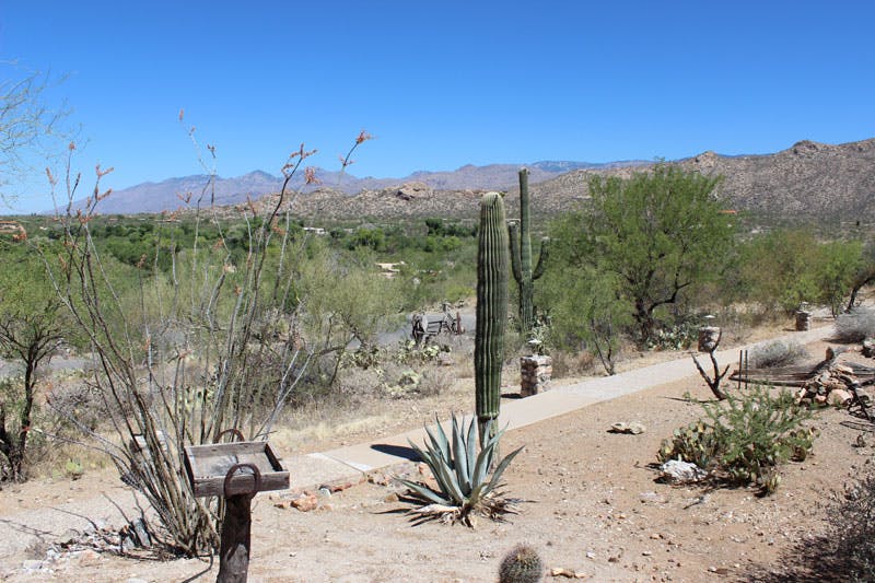 The Sonoran desert view from our hacienda at Tanque Verde ranch.