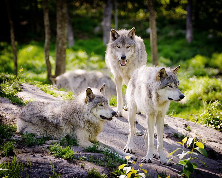 4 wolves standing together on a rock in the woods