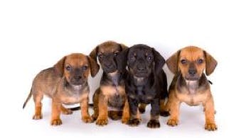4 cute puppies