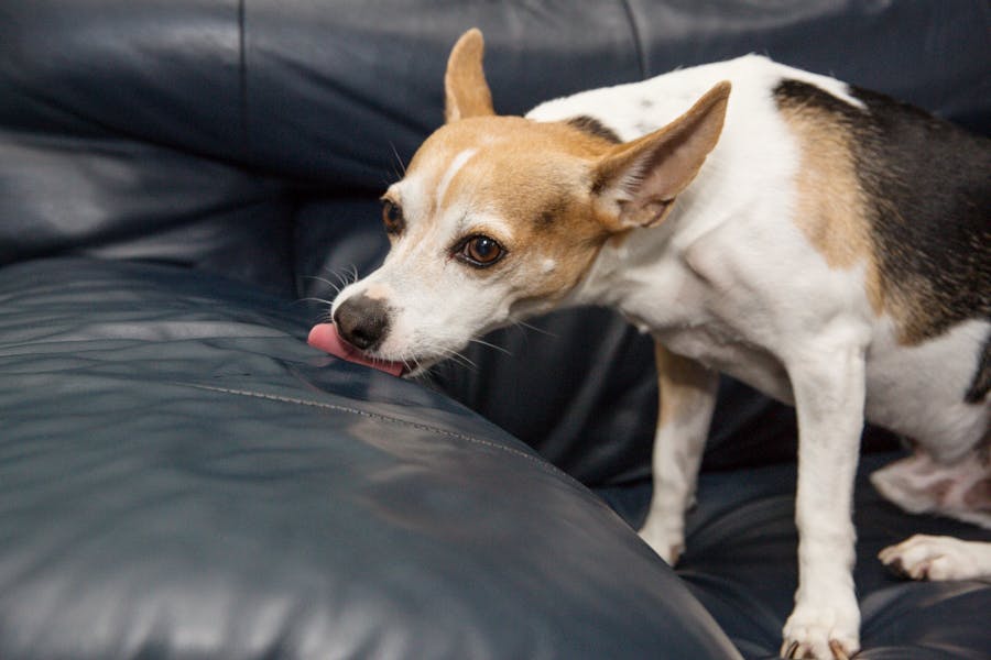 dog licking the couch 