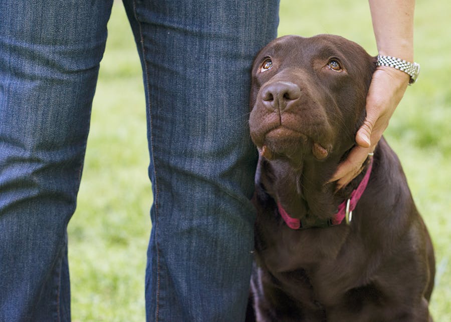 Chocolate lab next to person holding face 
