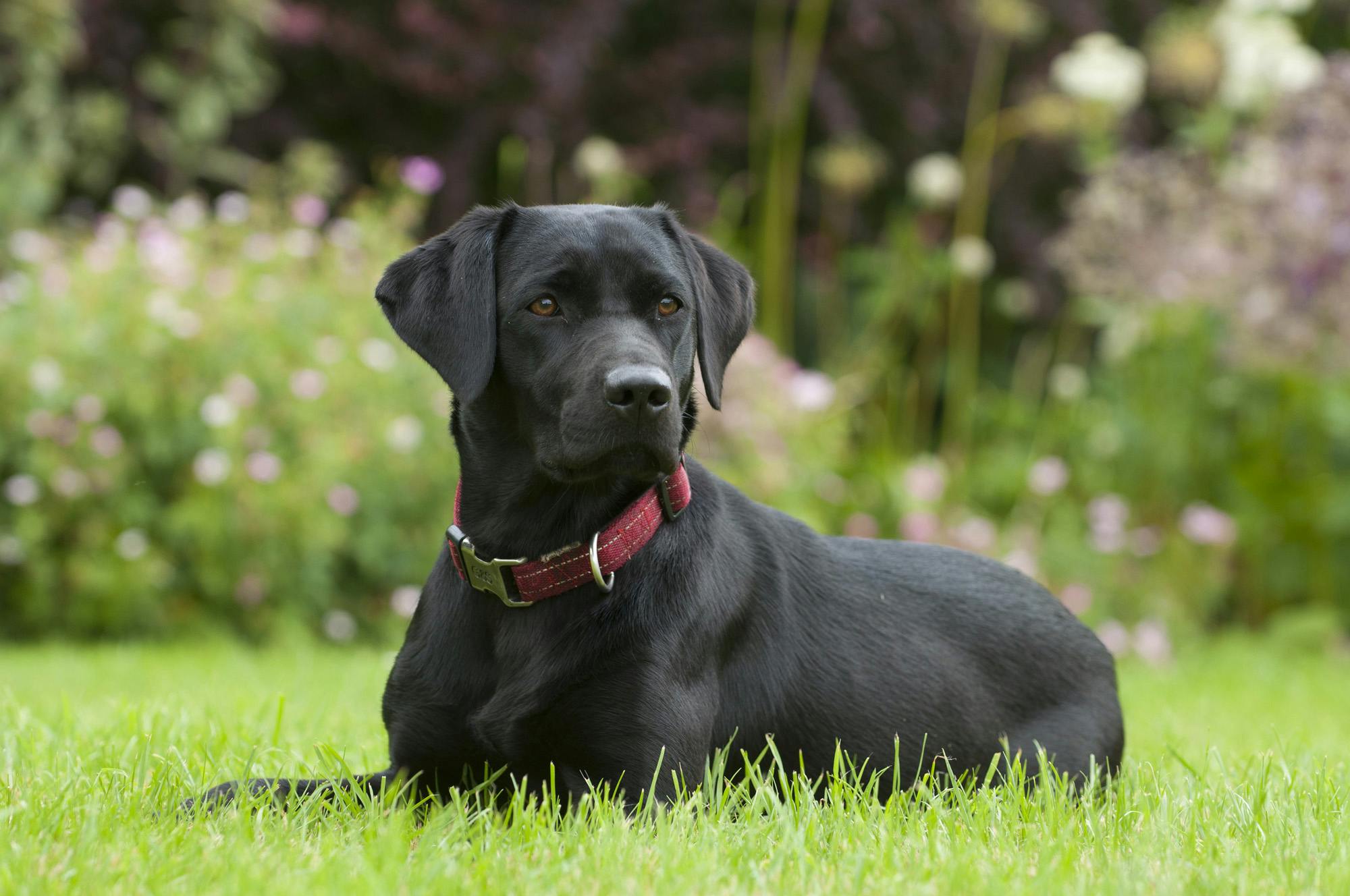 black lab in red collar