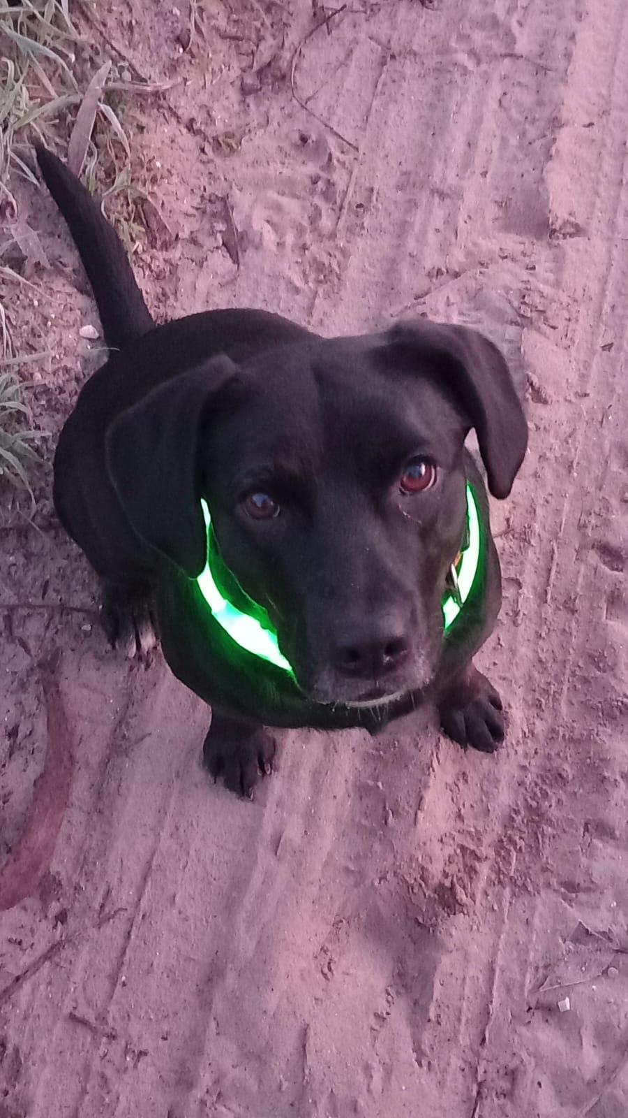 Black lab mix rescue named Ónix