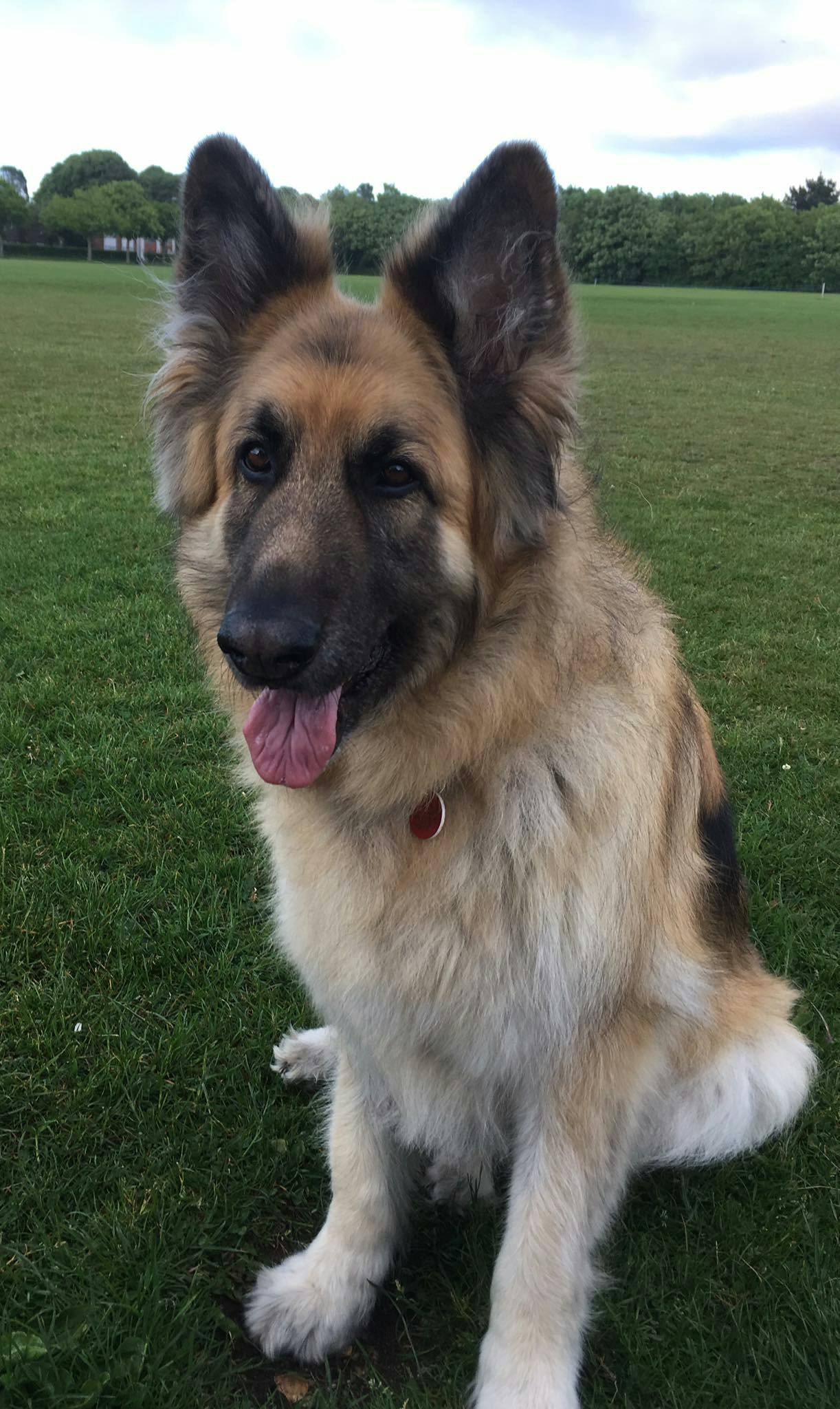 Formerly reactive German Shepherd Dog