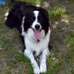 Aulie the Border Collie