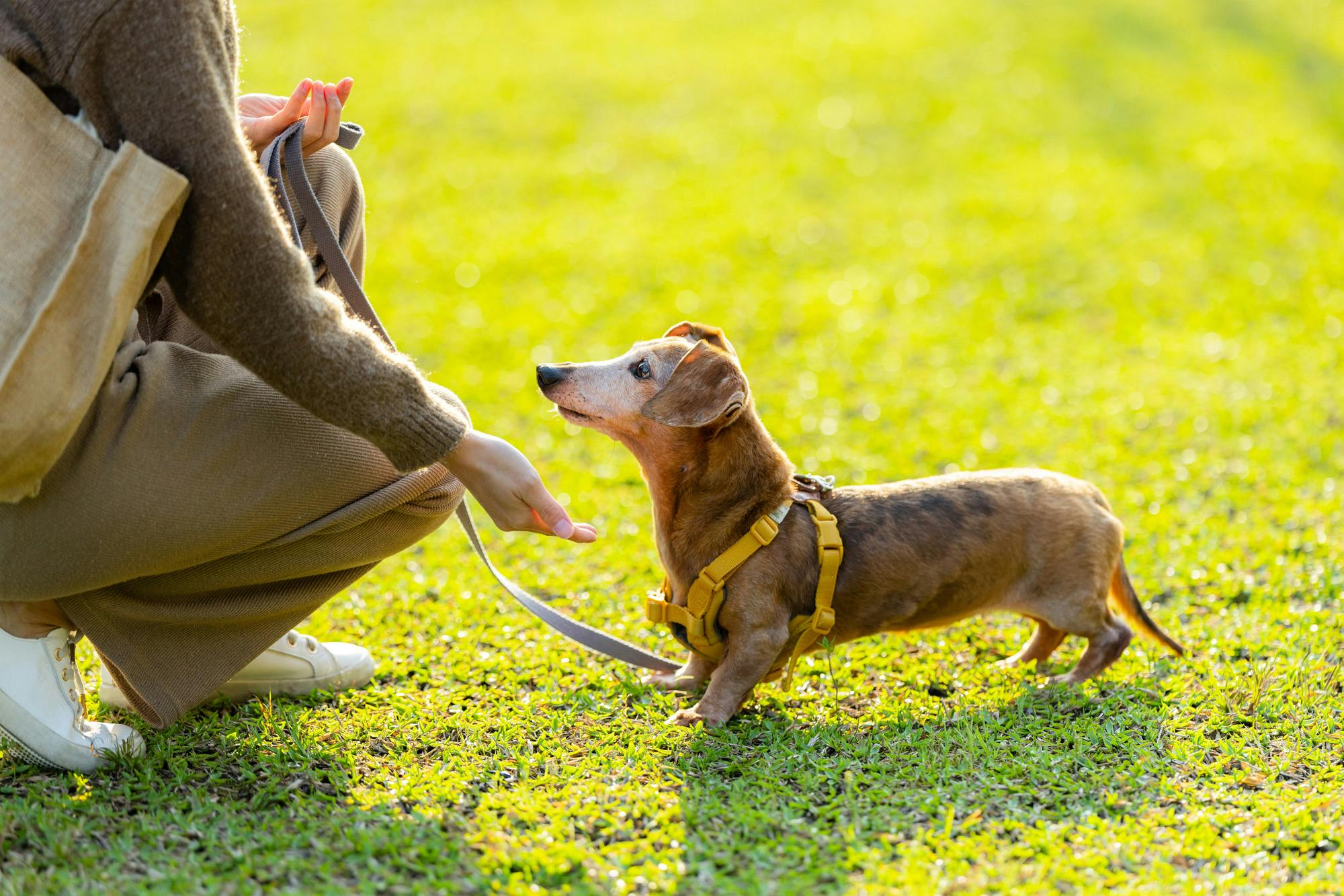 Caregiver trains her tiny beautiful senior dachshund. 