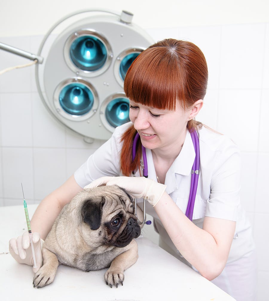 pug at the veterinarian getting vaccinations