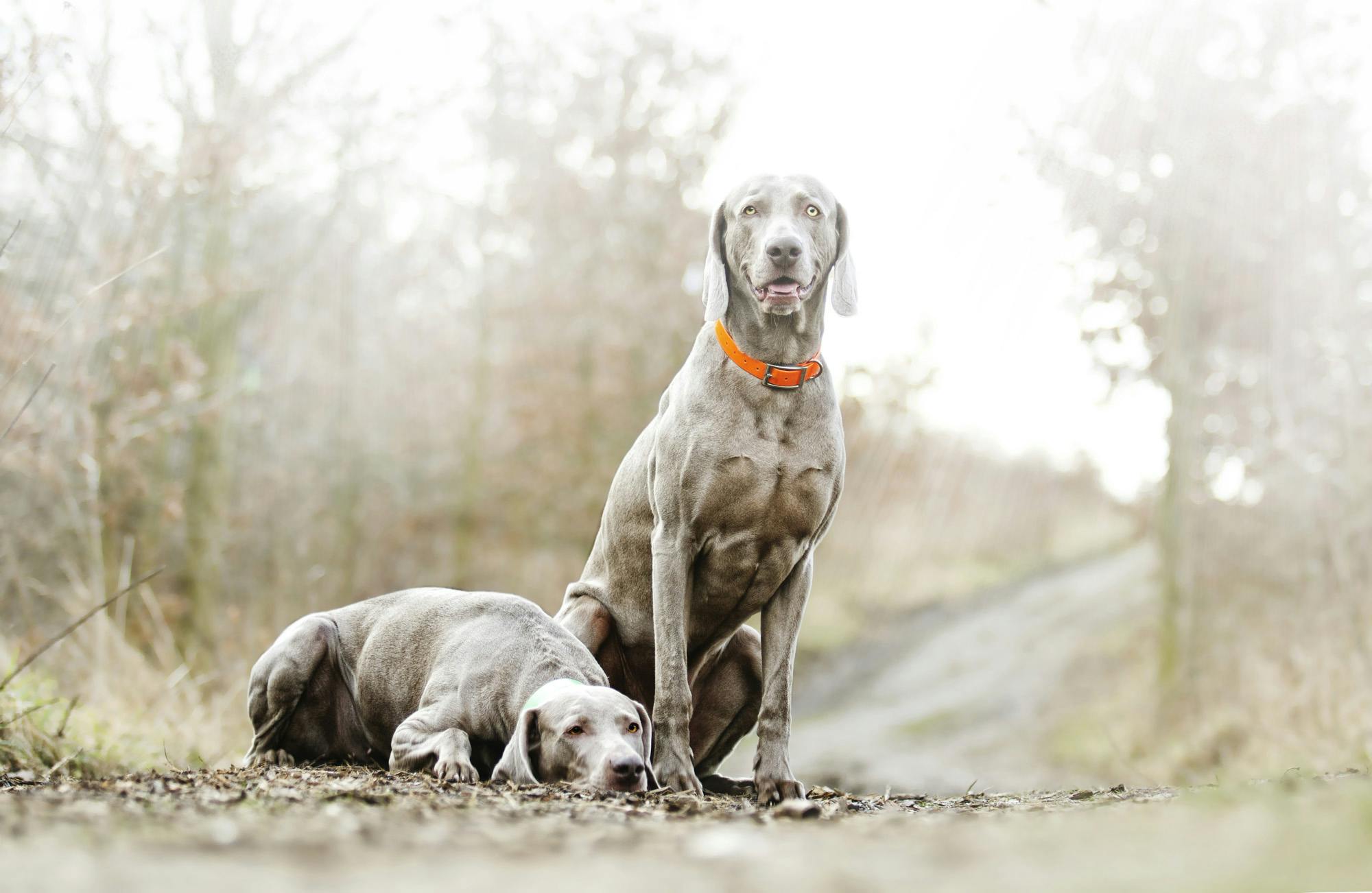 Two Weimaraner dogs in spring.