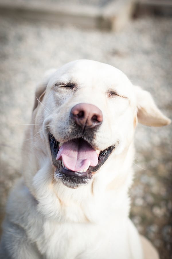 Dog outside with relaxed face, open mouth, and eyes closed.