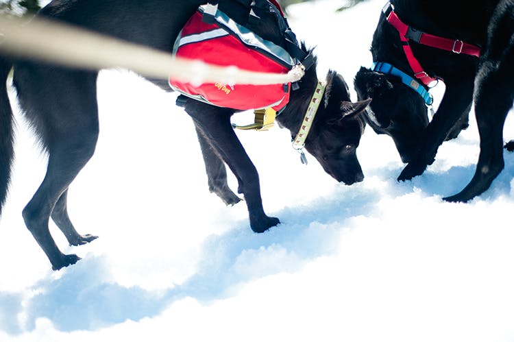 2 dogs on a walking in cold weather sniffing the snow