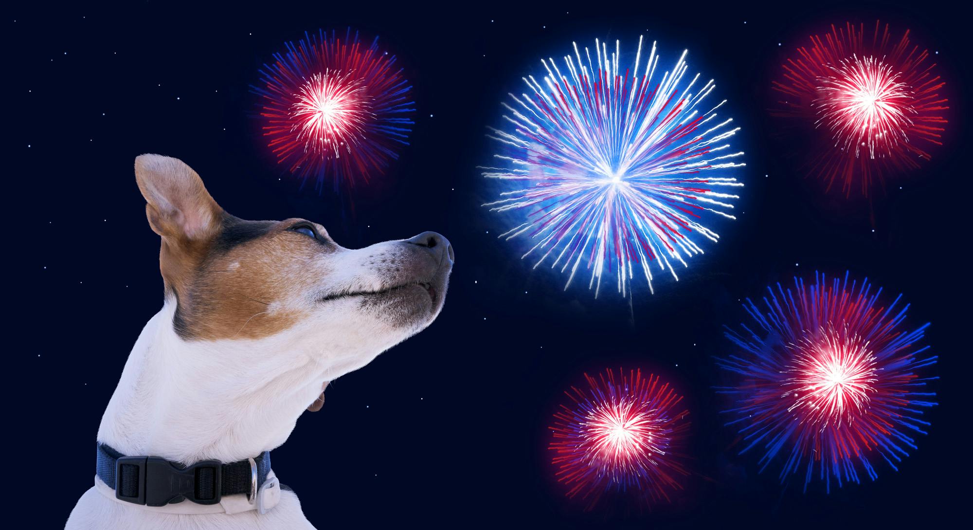 Jack Russell looking back toward the fireworks