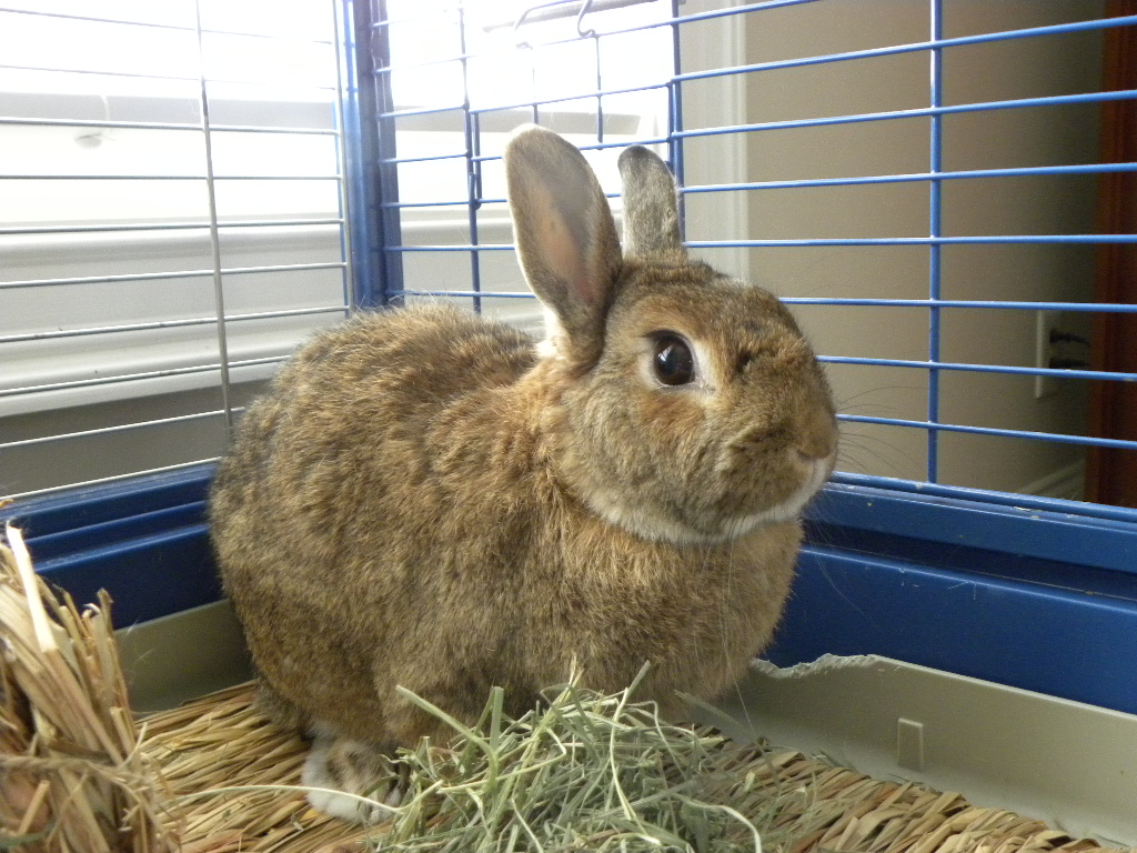 Post: Adopting A Rescue Rabbit | Positively.com