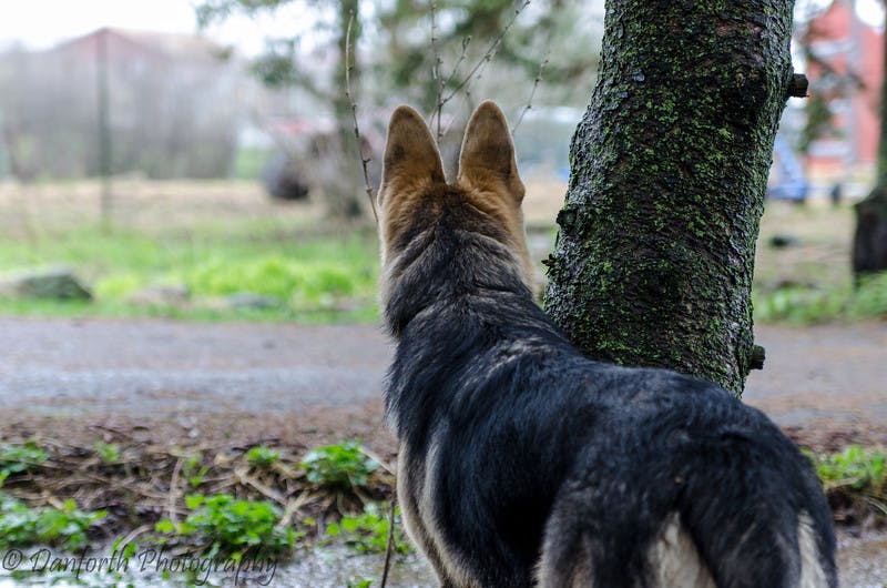 German Shepherd looking at something in the distance with ears up 
