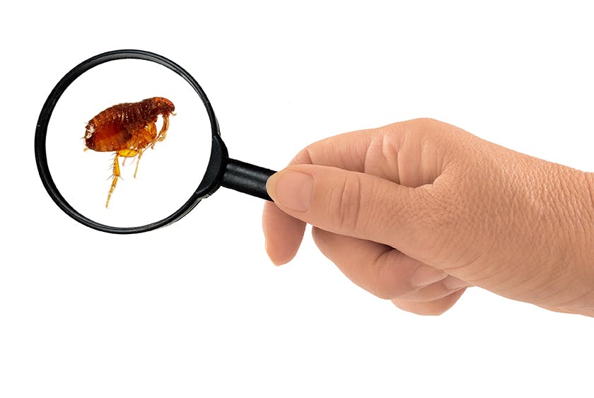 flea being examined under a magnifying glass