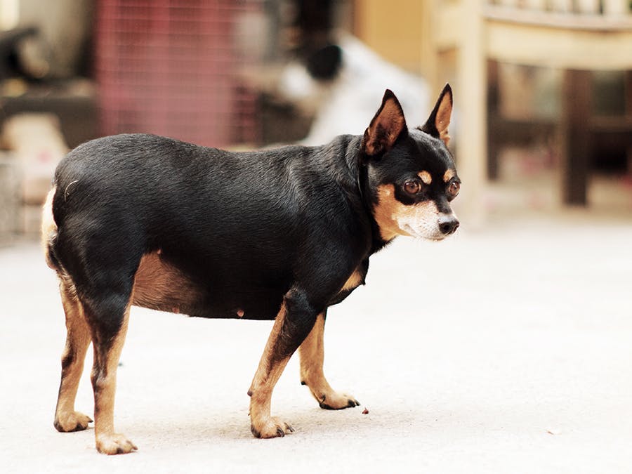 black and tan overweight chihuahua