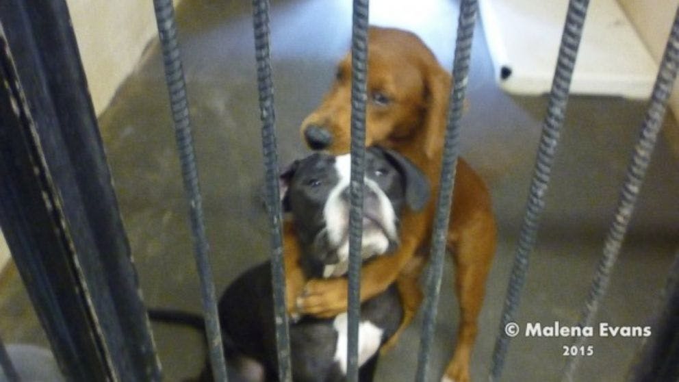 Two dogs in a shelter hugging before being fostered together. 